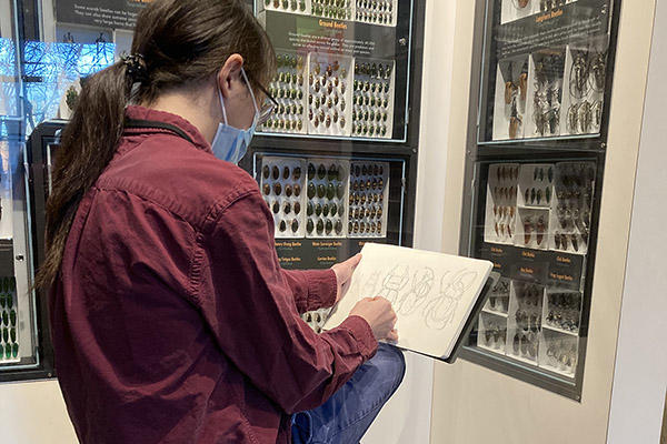 person sketches beetles in gallery.