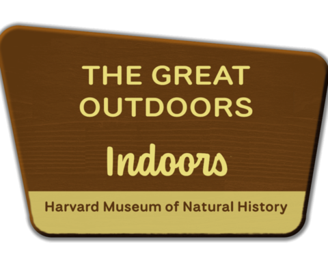 An illustration of a park sign reading 'The Great Outdoors - Indoors - Harvard Museum of Natural History'.